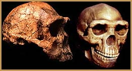 homo erectus skull